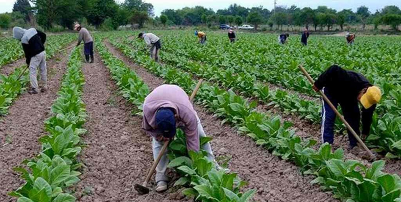 Corrientes: Nación envió $ 240 millones para asistir a pequeños productores tabacaleros