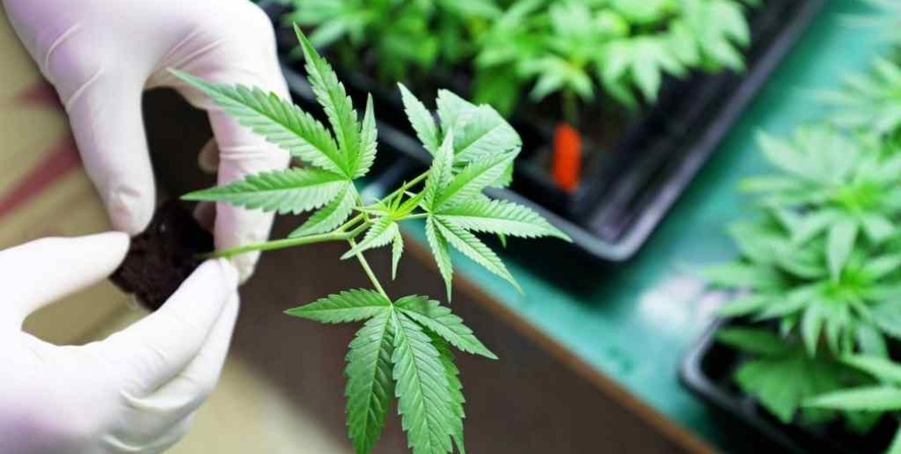 Chubut aprobó "Programa de Cultivo y Producción de Cannabis" para uso terapéutico