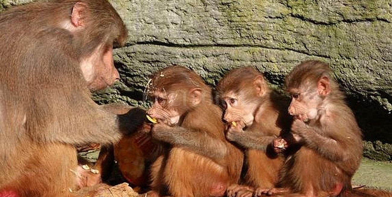 Descubrimiento: los monos pueden aprender gramática