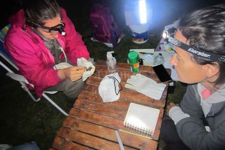 ELLITORAL_343845 |  Gentileza Romina Pavé La bióloga Romina Pavé junto a una colega en pleno trabajo de campo.  Todo el tiempo se están conociendo nuevas especies en esta región. En Santa Fe se conocen 24 especies de murciélagos , destacó la investigadora.