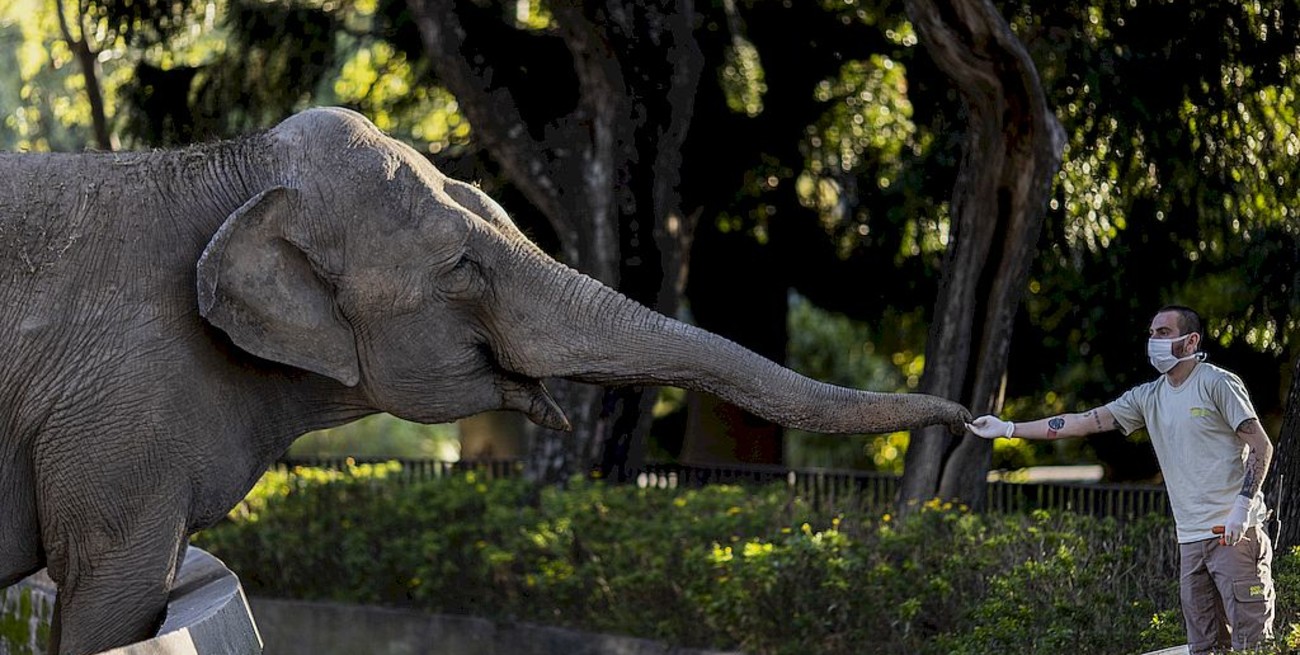 El New York Times destacó la travesía de la elefanta Mara de Argentina a Brasil en plena pandemia