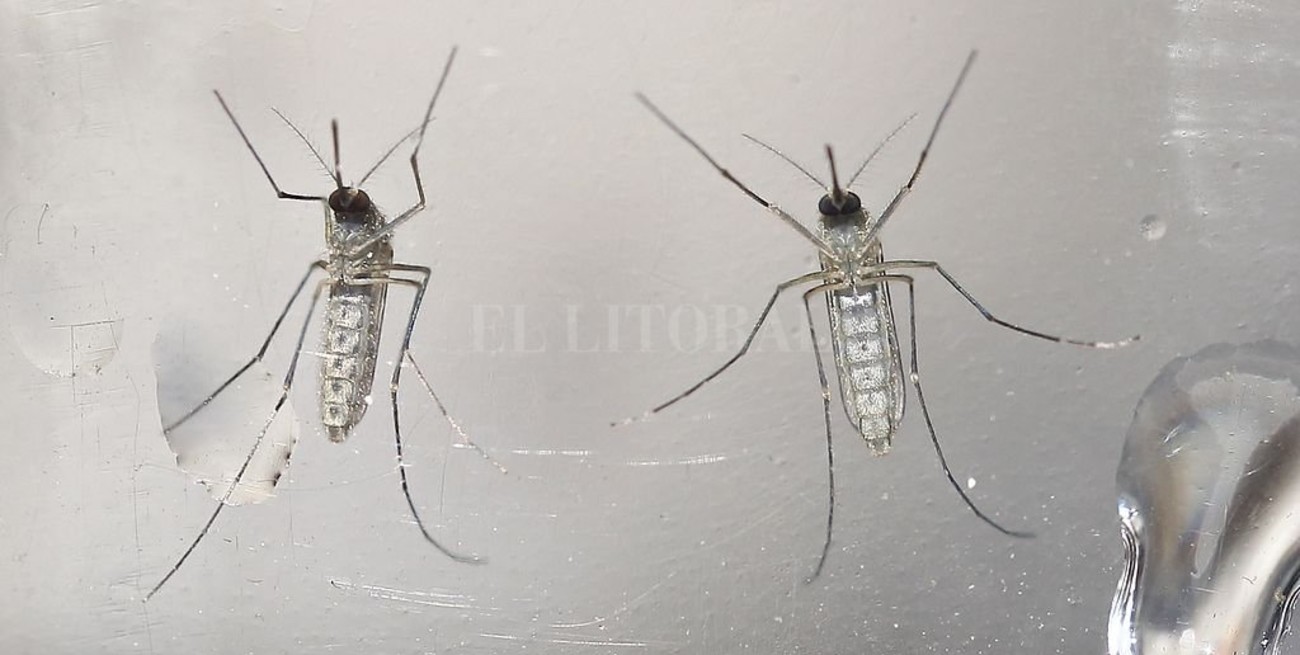 Dos bioingenieras argentinas crean un método para eliminar huevos de Aedes aegypti