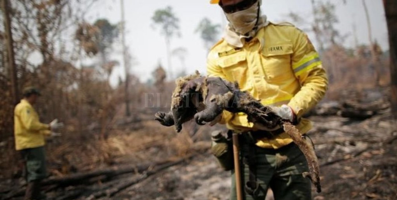 Miles de incendios vuelven a azotar la Amazonía brasileña