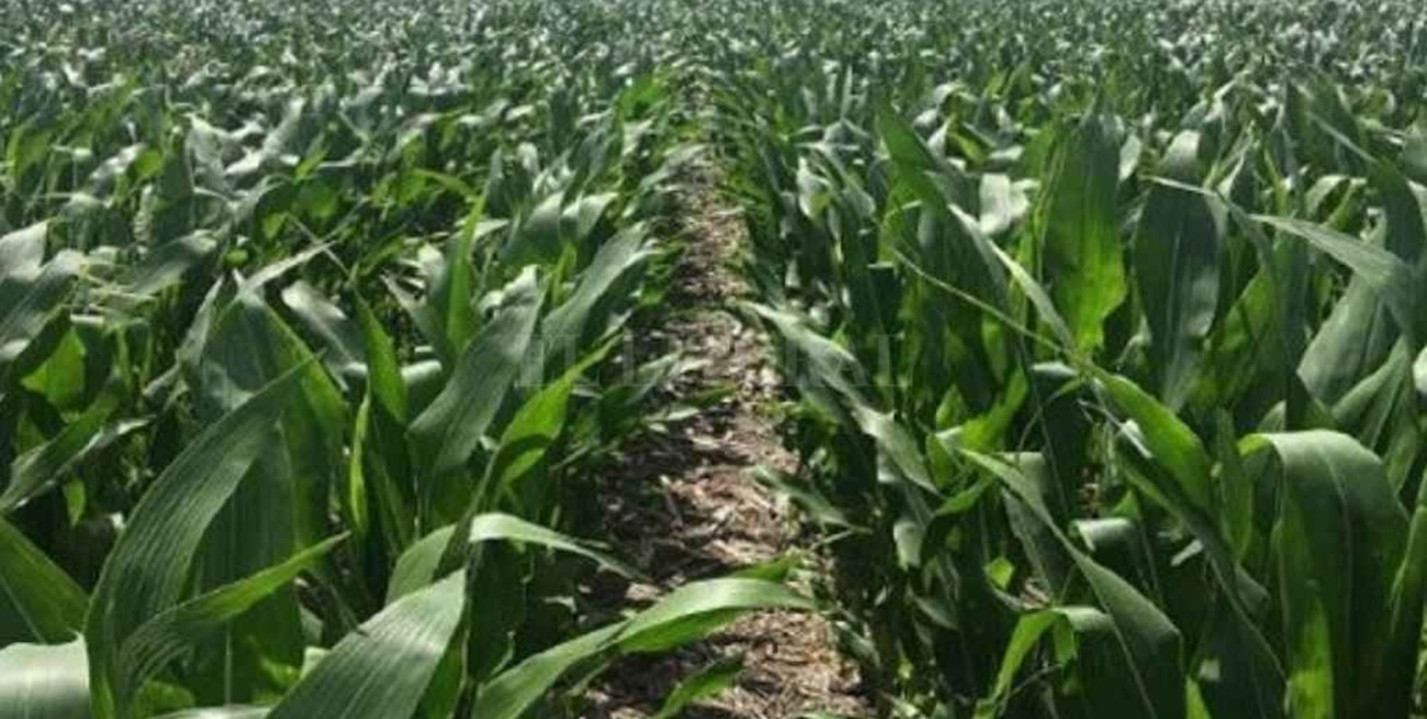 Entre Ríos: a causa de la falta de agua solo el 36% del área sembrada con maíz está en condiciones óptimas