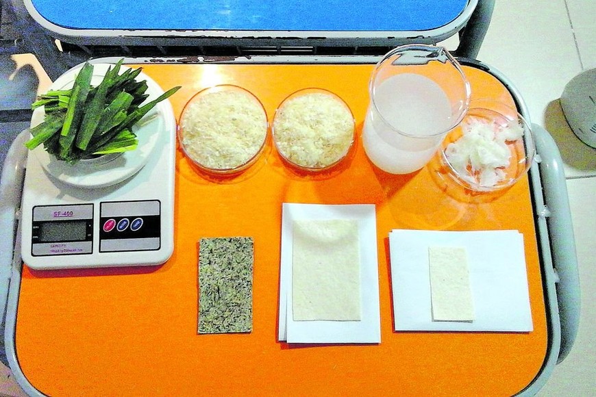 ELLITORAL_254278 |   El paso a paso para conseguir que el césped se convierta en papel.