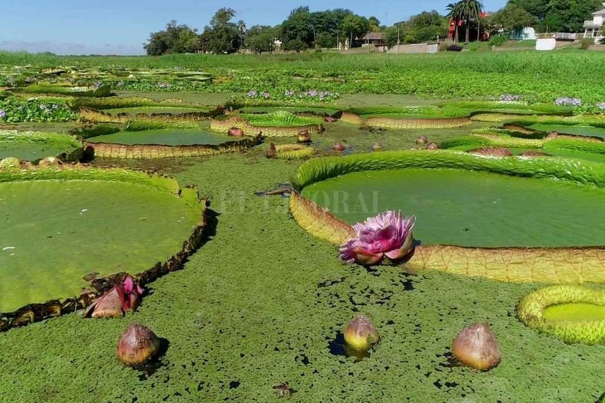 ELLITORAL_368840 |  Fernando Nicola La planta acuática, Irupé, abundan en la zona del río Coronda.
