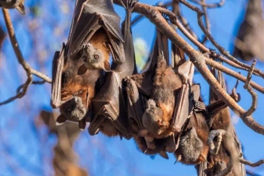 ELLITORAL_362637 |  Gentileza