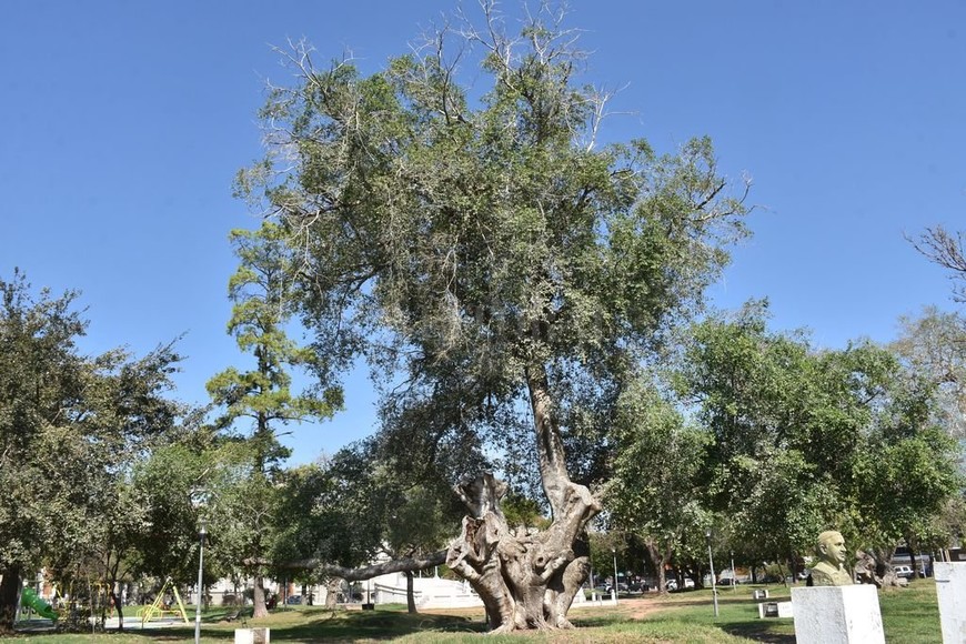 ELLITORAL_362614 |  Manuel Fabatia Este árbol tiene cerca de 130 años y es uno de los más antiguos de la Plaza España.