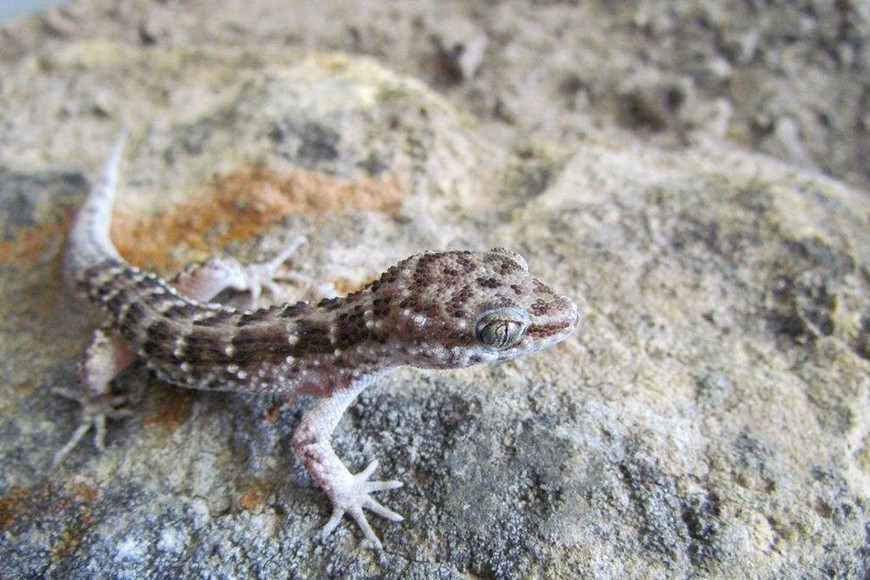 ELLITORAL_261736 |  Gentileza