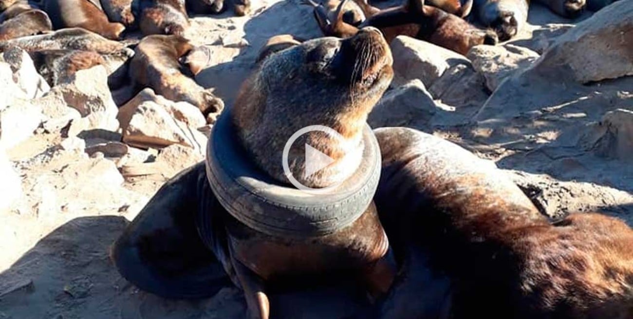 Una imagen que duele: hallan en Mar del Plata un lobo marino atrapado en un neumático
