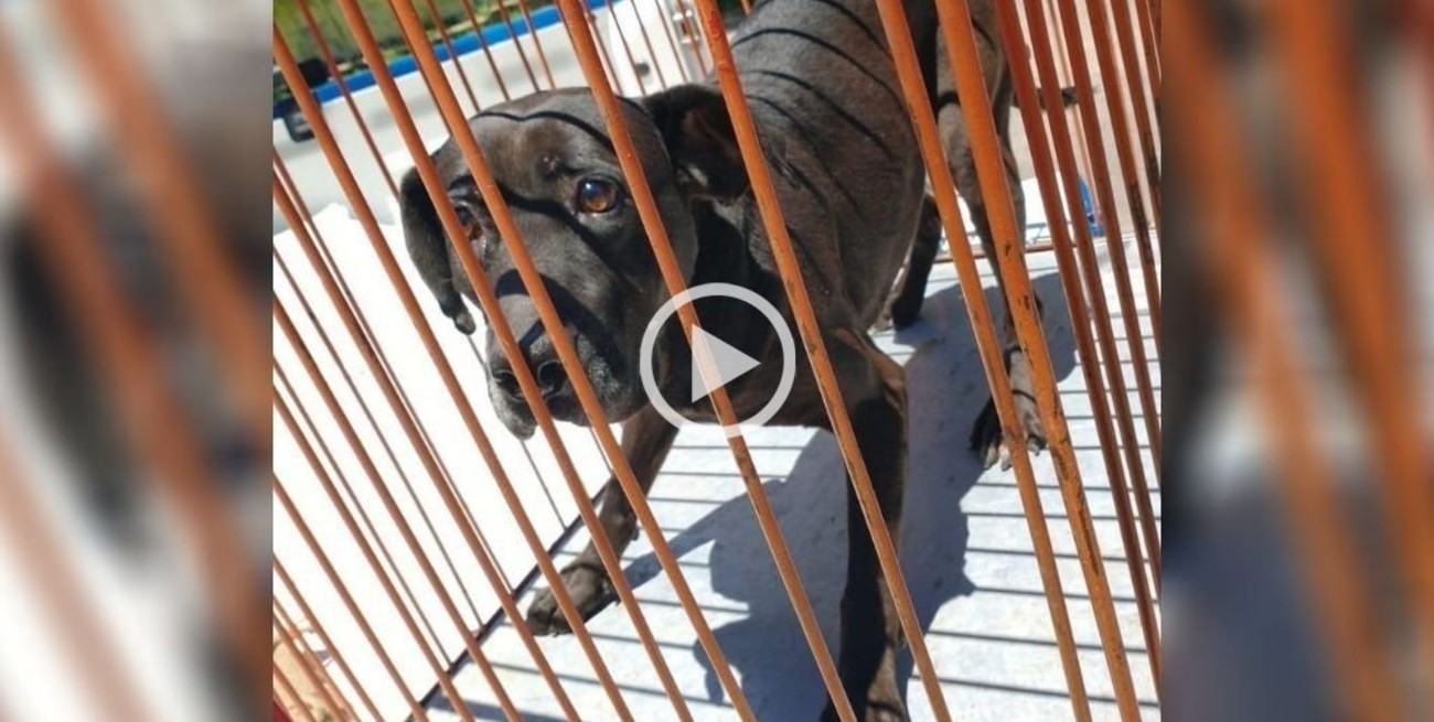 Video: rescataron a un perro que cayó a un silo