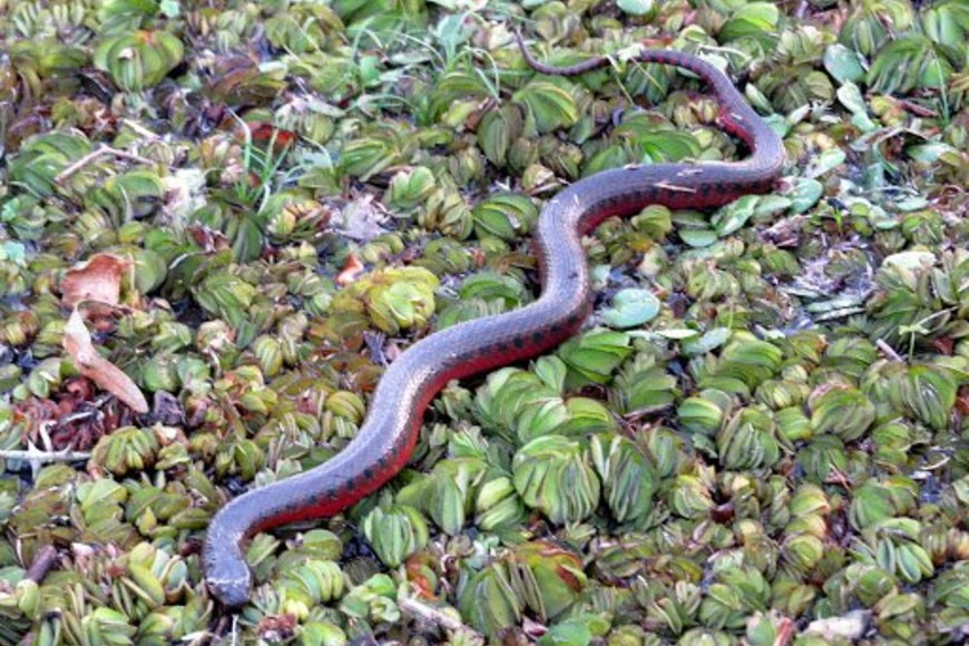 ELLITORAL_346499 |  Gentileza