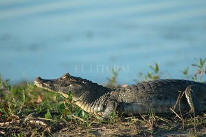 Archivo El Litoral Un yacaré  ñato  (también conocido como overo) descansa en la orilla del río Corrientes, al sur de los esteros del Iberá.