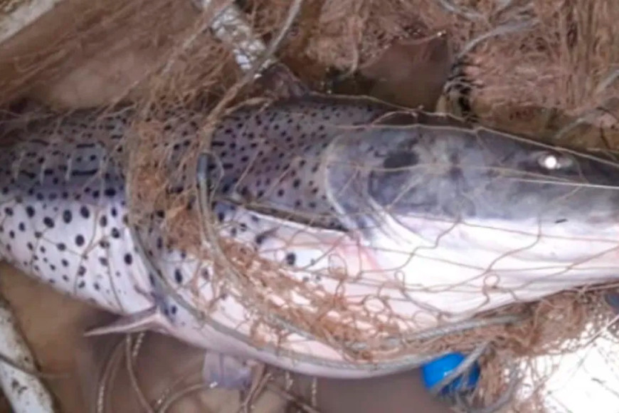 ELLITORAL_339345 |  Gentileza