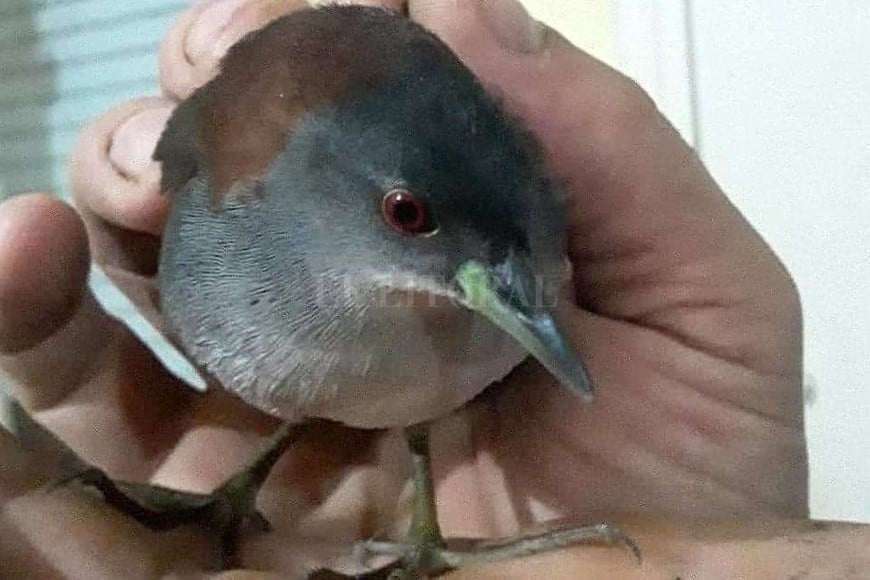 ELLITORAL_298288 |  Leandro Martino El pequeño Burrito pecho gris al momento del hallazgo.