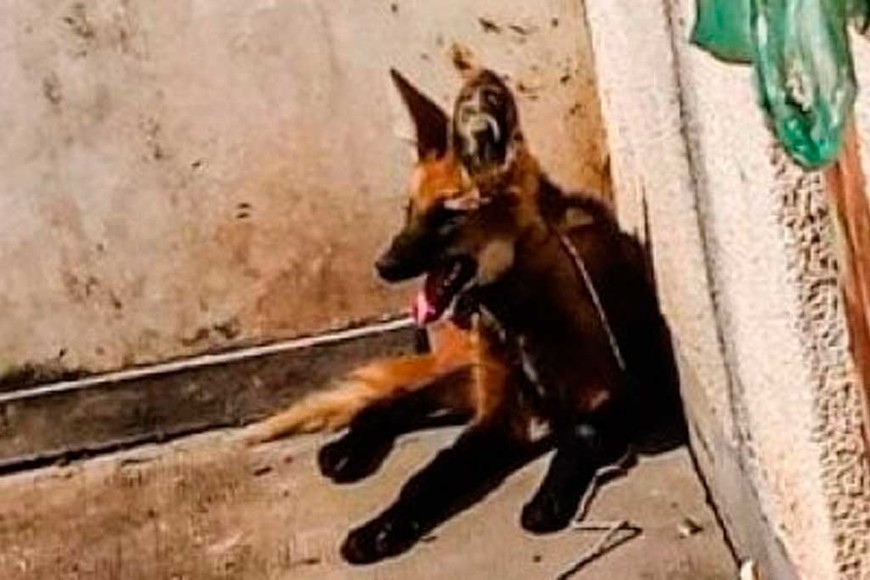 ELLITORAL_299426 |  Gentileza