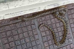 Gentileza La curiyú o anaconda amarilla, es el más grande de los boídeos argentinos, llega a medir 4 metros, y su peso alcanza los 30 kilogramos.