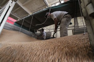 ELLITORAL_366016 |  Mauricio Garín Las mayores exportaciones de productos primarios fueron trigo y morcajo (una mezcla de trigo y centeno en partes iguales).