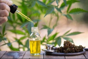 ELLITORAL_364441 |  Internet El proyecto propone garantizar la destrucción total de los componentes psicoactivos del cannabis (que no se utilizan para el aceite medicinal, por ejemplo), para cumplir con los requisitos legales vigentes.