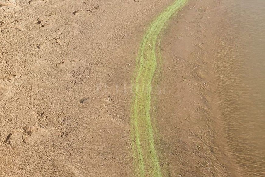 ELLITORAL_338664 |  Gentileza Cuando el agua se retira, las cianobacterias dejan su marca verdosa en la orilla. Kayakistas han advertido ver esta situación en diversas zonas que rodean a Santa Fe.