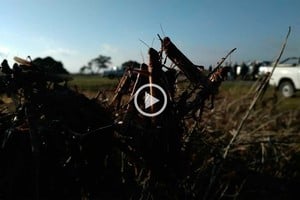 ELLITORAL_308416 |  Senasa