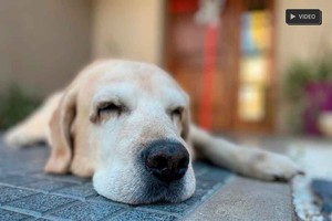 ELLITORAL_345797 |  Fernando Nicola.