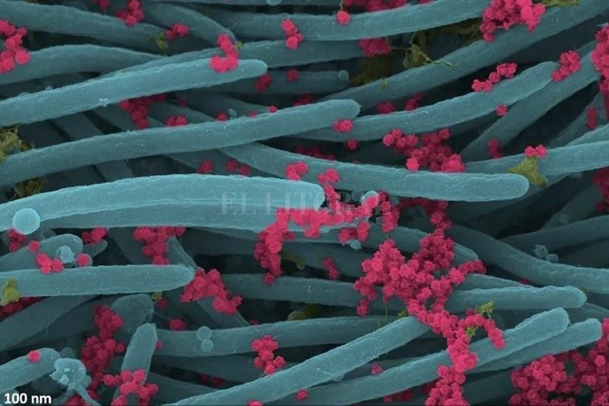 ELLITORAL_325196 |  EHRE Lab