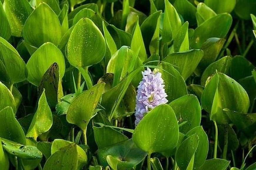 ELLITORAL_344105 |  Getty