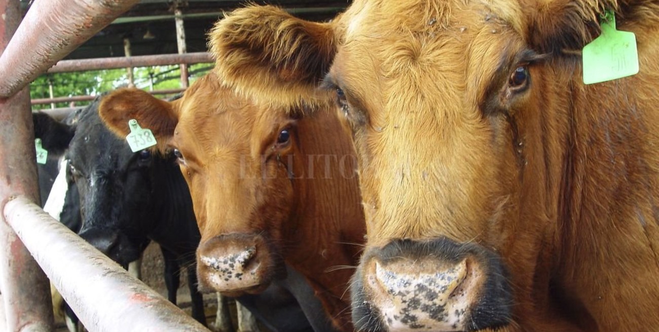 Chau media res: desde enero solo se podrán vender trozos de carne de hasta 32 kilos en todo el país