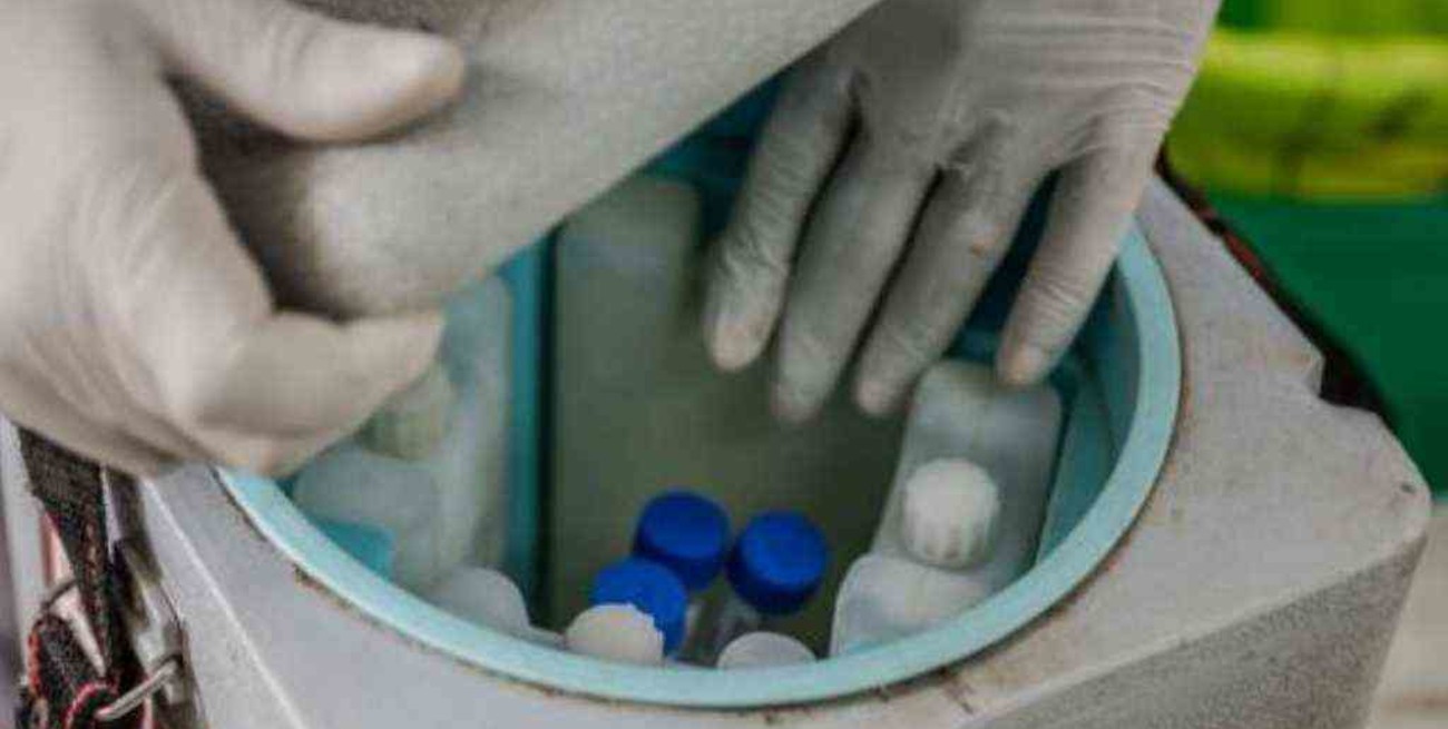 Córdoba analiza almacenar las vacunas en cámaras de frío de una reconocida marca de helados