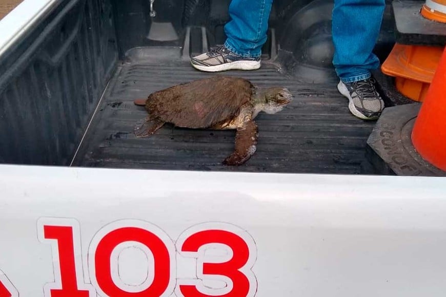 ELLITORAL_311333 |  Gentileza