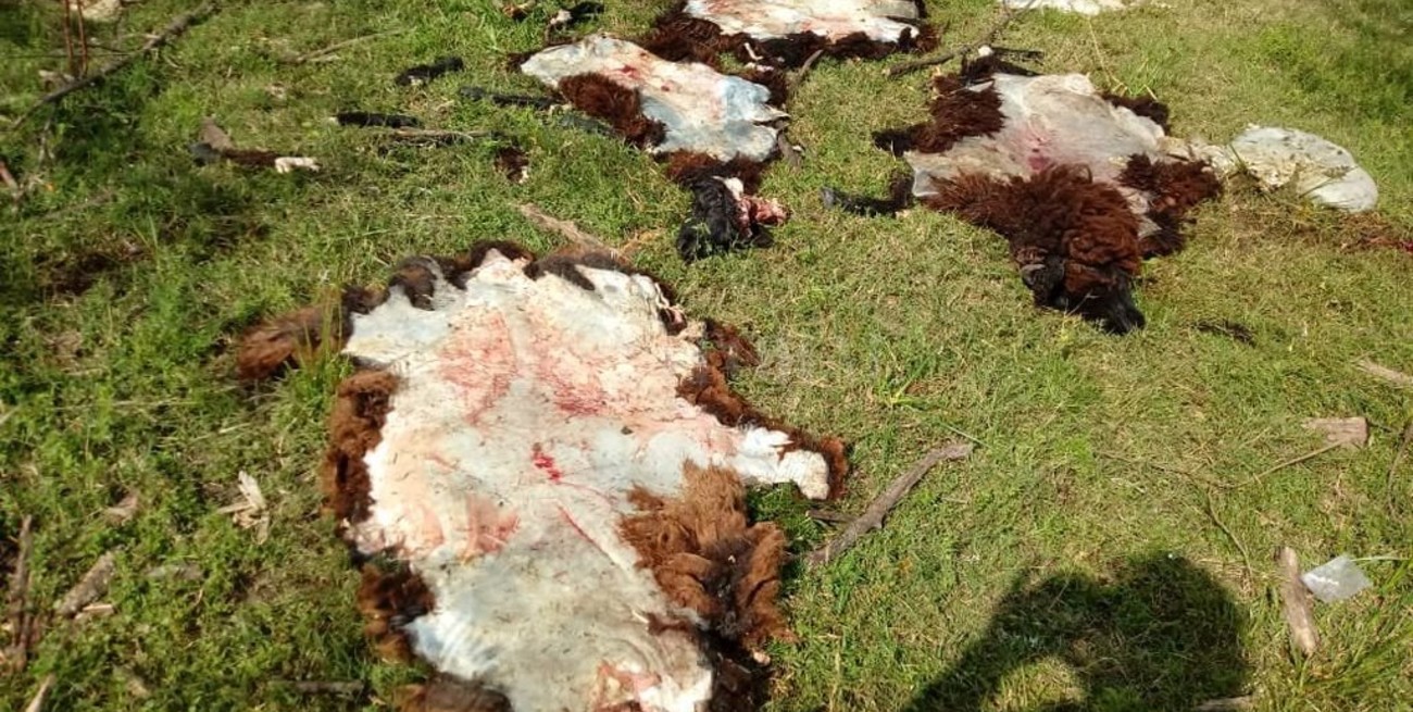 Cuatreros: el insostenible caso de un ganadero de Alejandra que ya perdió más de 100 animales