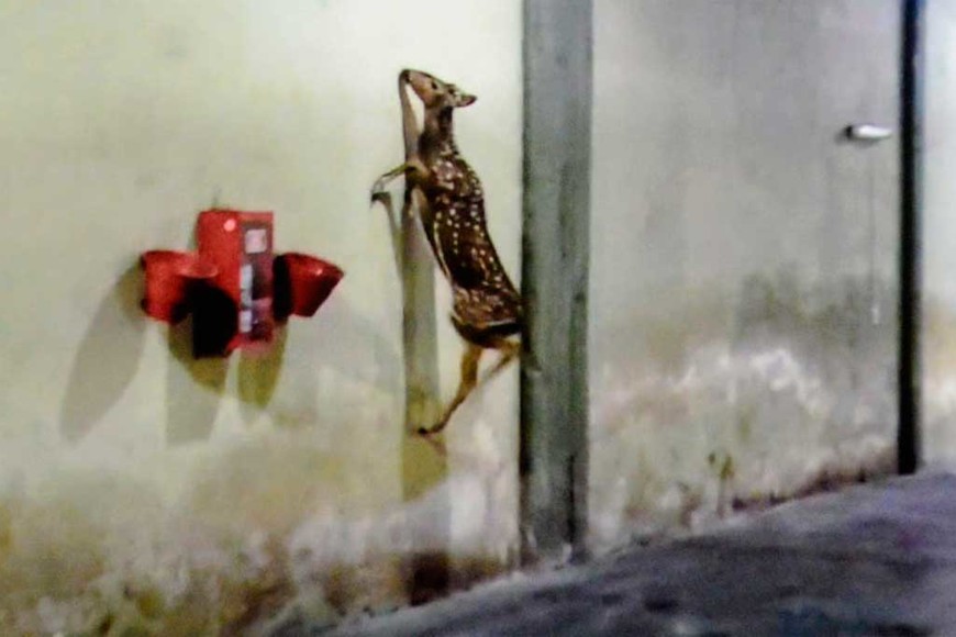 ELLITORAL_363669 | Gentileza