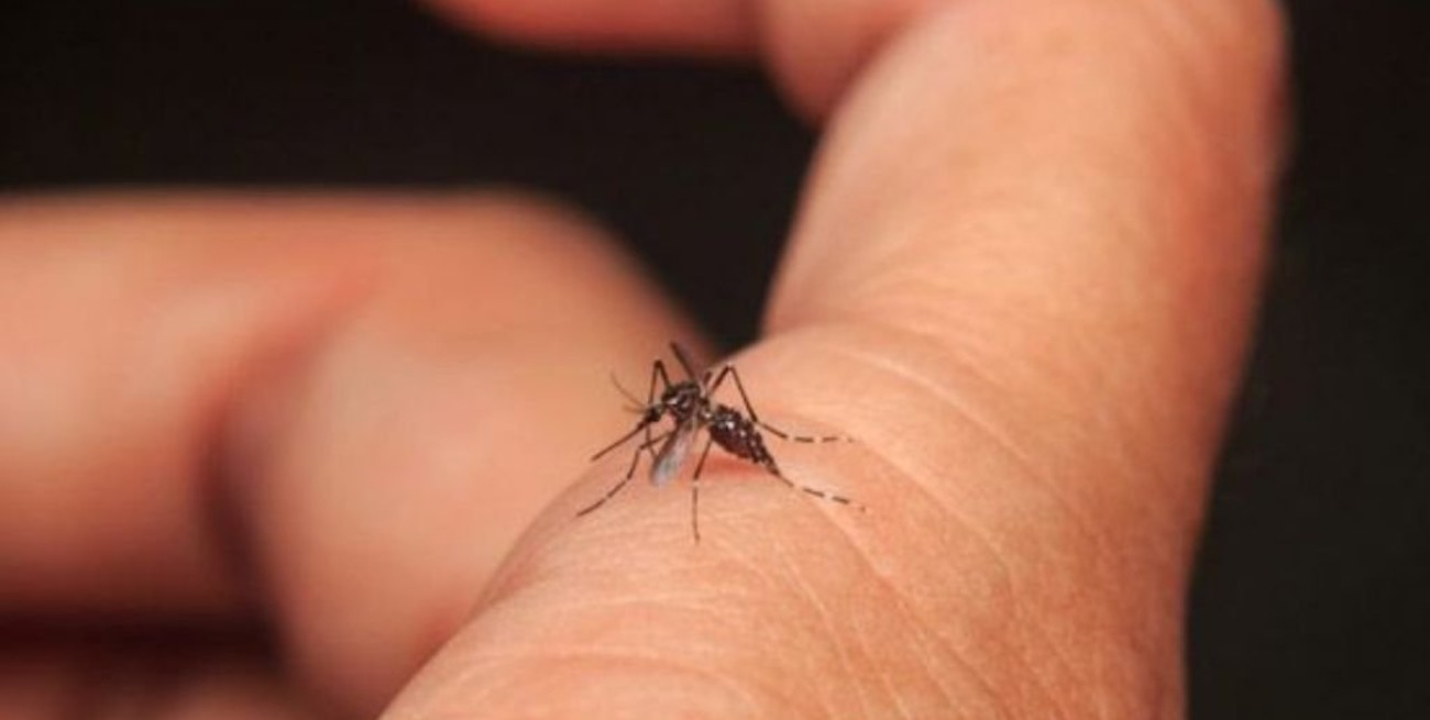 Admiten que es "preocupante" la cantidad de casos de dengue