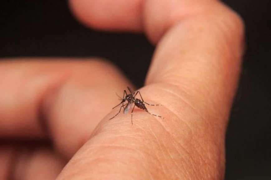 ELLITORAL_289568 |  Gentileza