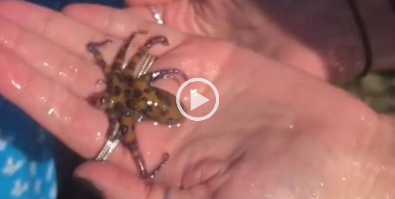 Viral: se filmó sosteniendo un pequeño pulpo y descubrió que es uno de los animales más venenosos del mundo