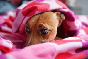 ELLITORAL_345267 |  Archivo Una de las recomendaciones que destacó la veterinaria Soledad Masjoan es dejar a las mascotas en un lugar cerrado y seguro,  lo más aisladas posible del ruido exterior. Nunca atadas .