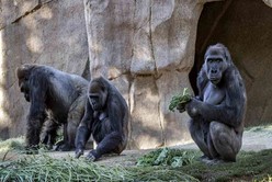 Al menos dos gorilas dieron positivo de coronavirus en un zoológico de Estados Unidos
