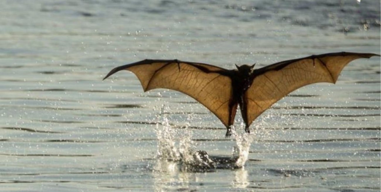 Murciélagos gigantes causa estragos en Australia
