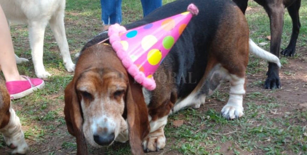 Viral: con música en vivo y un barril festejaron el cumpleaños de su perra