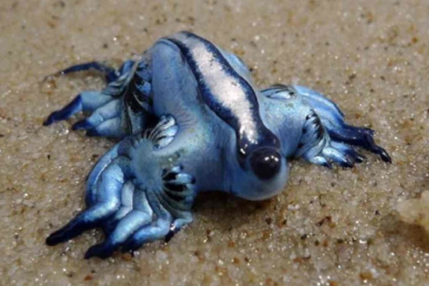 ELLITORAL_340435 |  Gentileza