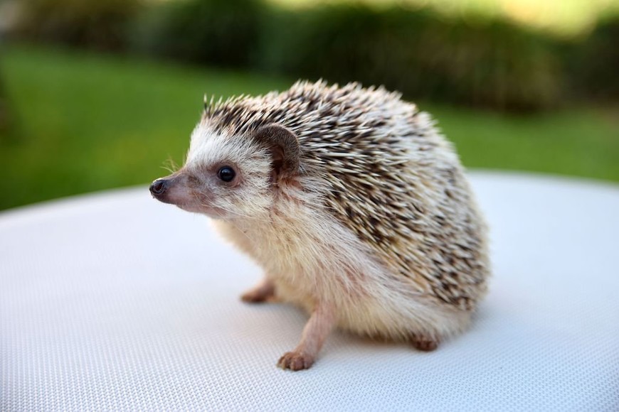 ELLITORAL_251073 |  Ignacio Espinosa El Erizo, uno de los animales exóticos más de moda en la actualidad.