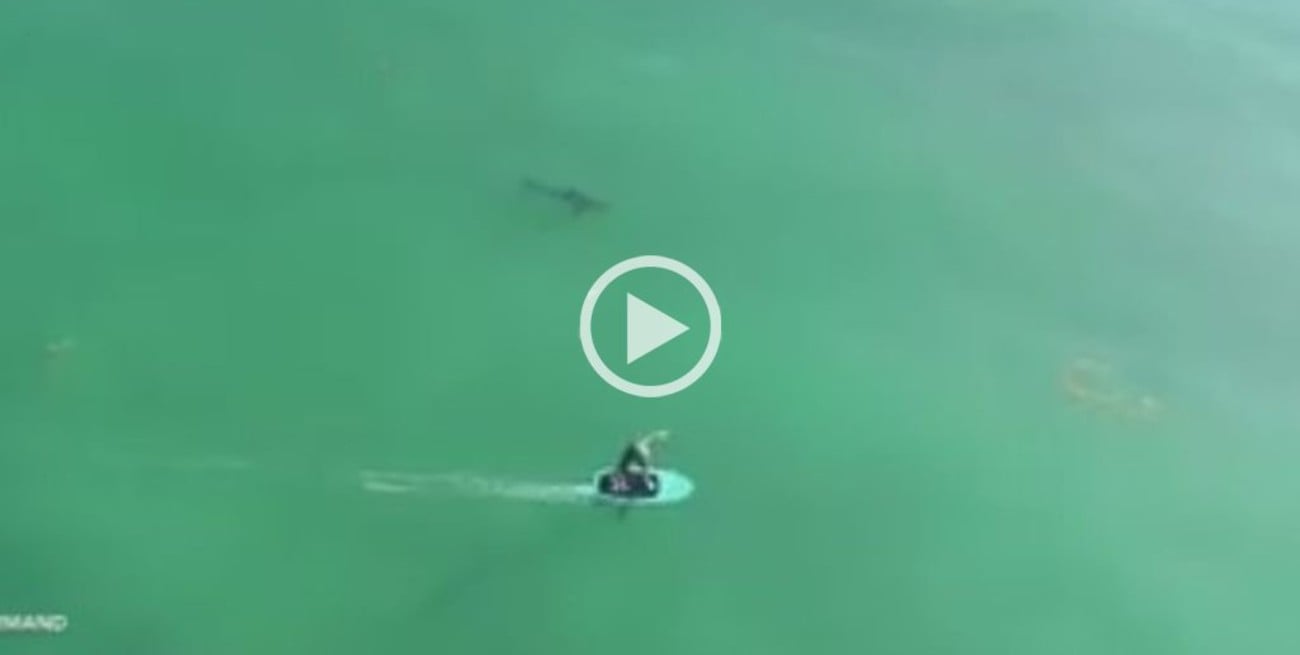 Video: Hacían surf y no se percataron de la presencia de tiburones blancos
