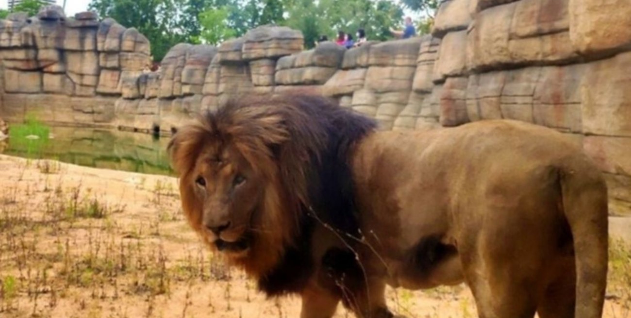 Cuatro leones en el zoológico de Barcelona tienen coronavirus
