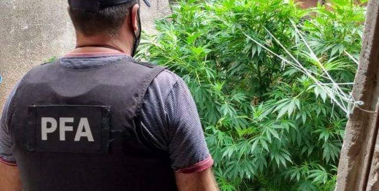 Marihuana por correo: recibió 6,5 kilos de droga y fue detenida