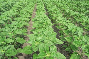 ELLITORAL_345945 |  Gentileza