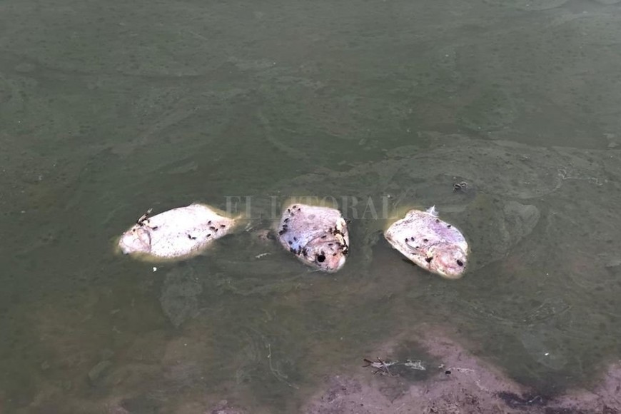 ELLITORAL_338663 |  Fernando Nicola Los peces de la laguna Juan de Garay sufrieron los efectos de estos microorganismos.