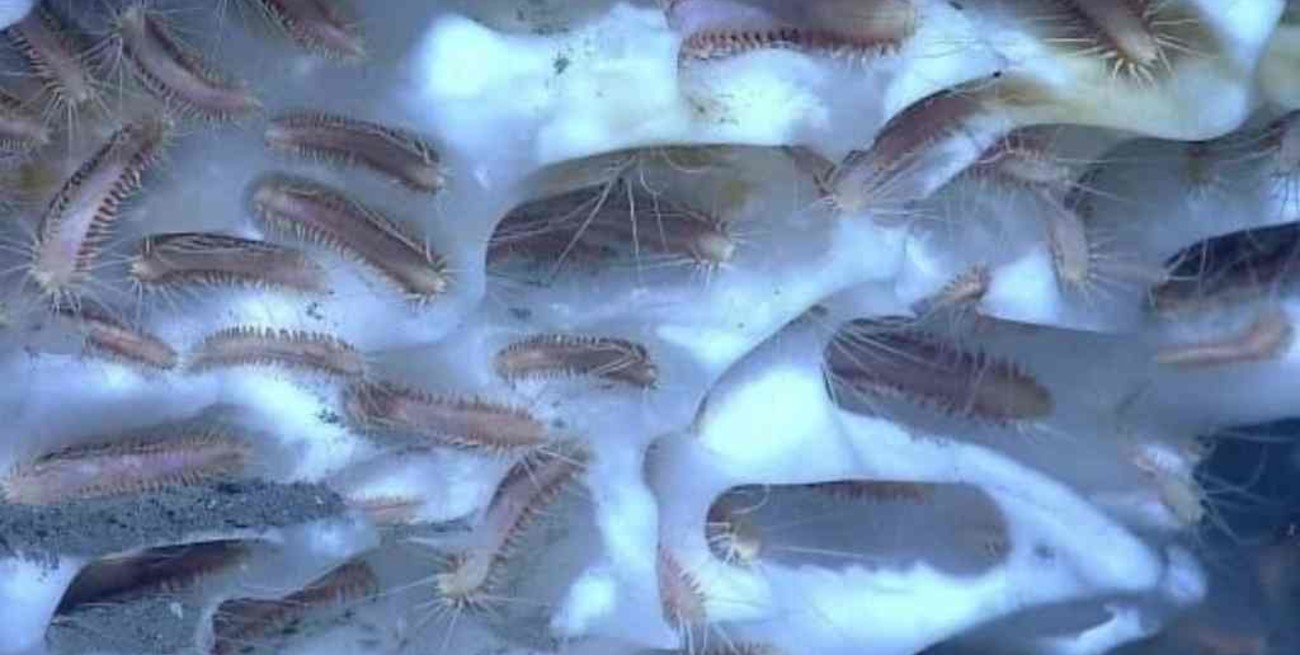 Descongelaron gusanos prehistóricos y revivieron: comenzaron a comer y a moverse