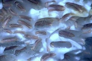 ELLITORAL_339551 |  Gentileza