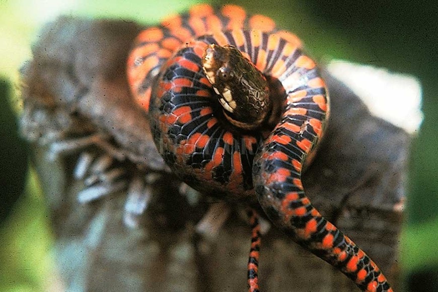 ELLITORAL_319245 |  Gentileza Inali UNL Conicet. Falsa coral del estero (Helicops leopardinus). Este es un ejemplar juvenil. Habita las orillas del río Paraná, de hábitat acuático, es agresiva, se alimenta de ranas y peces, y alcanza una media de 1 m. de largo.